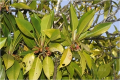 Bruguiera gymnorrhiza